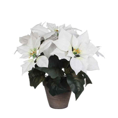 Mica Poinsettia in Pot 33cm - White