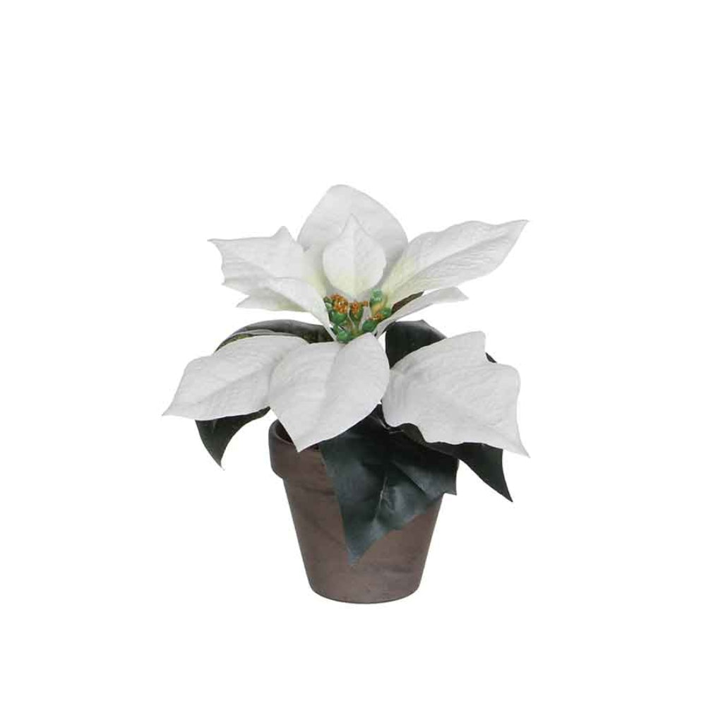 Mica Poinsettia in Pot 17cm - White