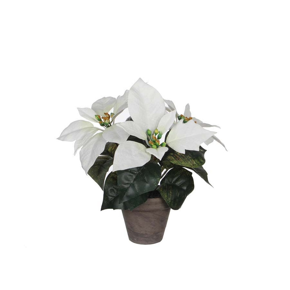 Mica Poinsettia in Pot 25cm - White