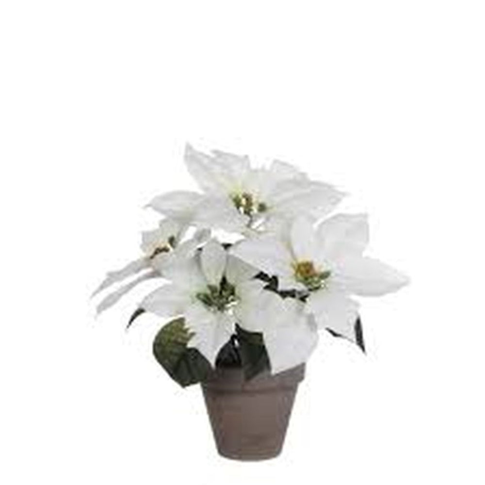 Mica Poinsettia in Pot 35cm - White